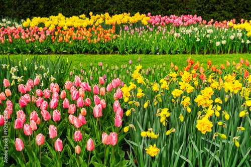 Tulips and bluebell flowerbed