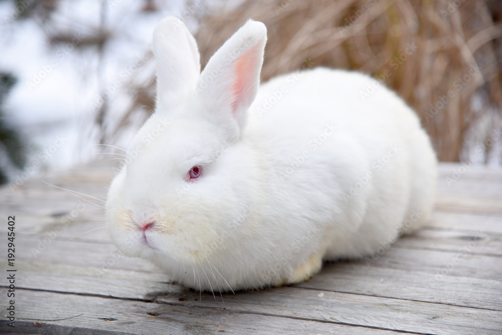 White fluffy bunny on a wooden background White fluffy bunny on a wooden background