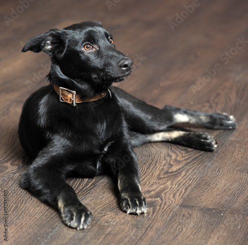 beautiful black puppy on brown floor background photo