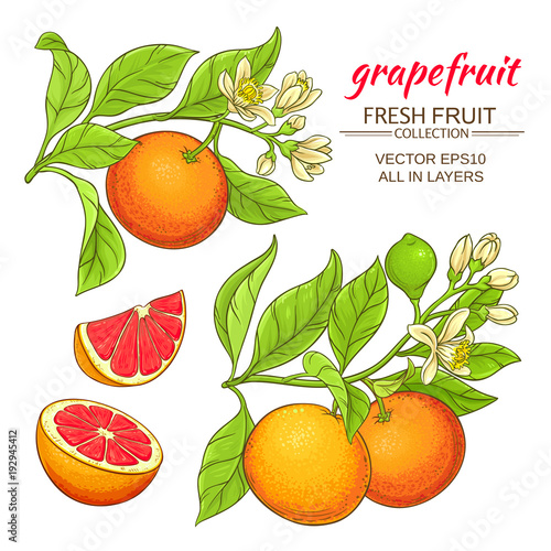 grapefruit vector set
