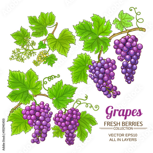 grapes vector set
