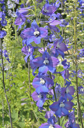 Flowers of delphinium 2