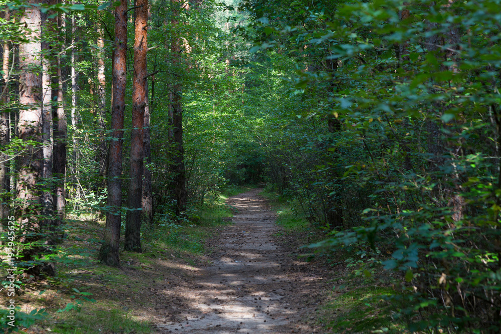 Fototapeta premium waldweg