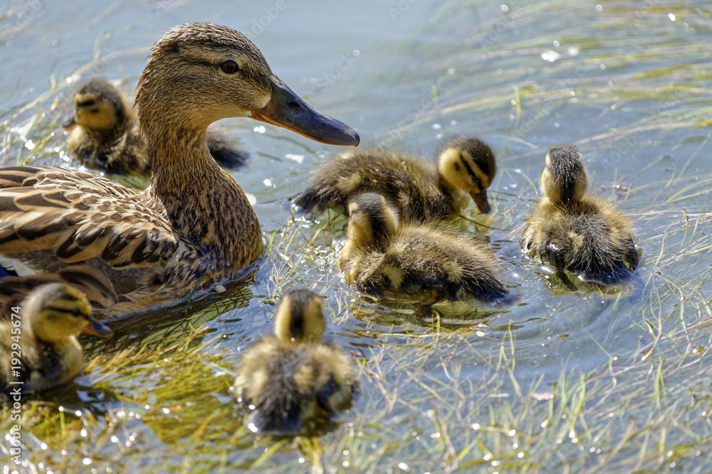 The young ducks