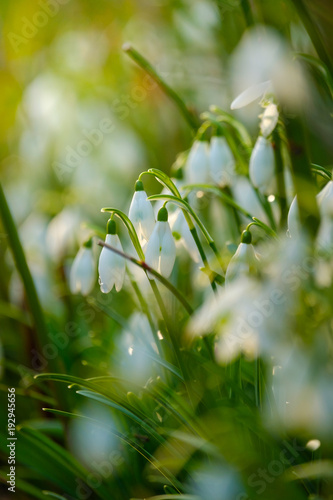 Schneeglöckchen