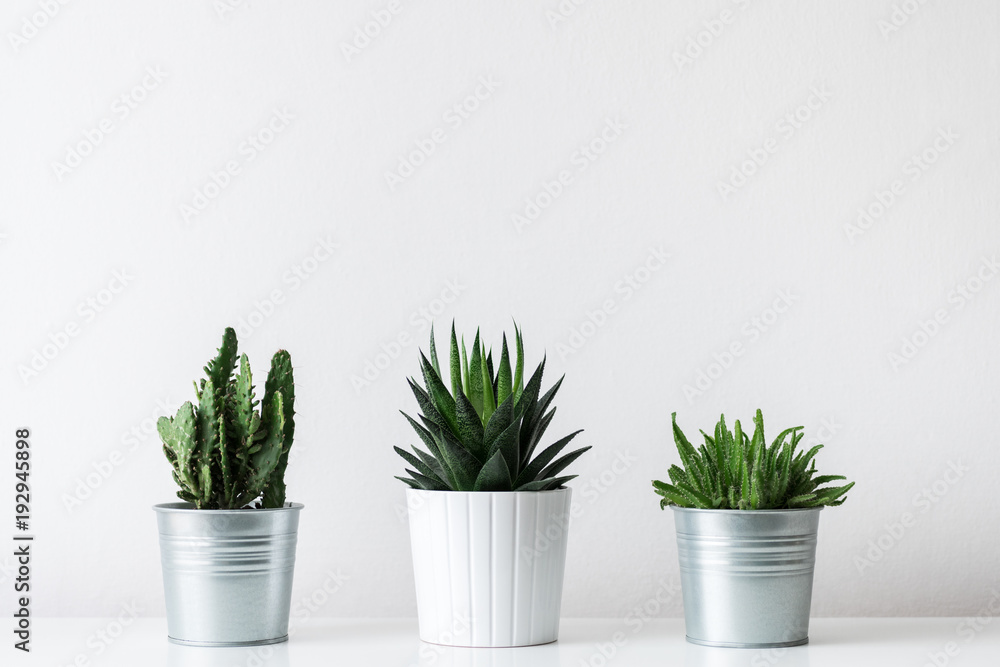 Fototapeta premium Collection of various cactus and succulent plants in different pots. Potted cactus house plants on white shelf against white wall.