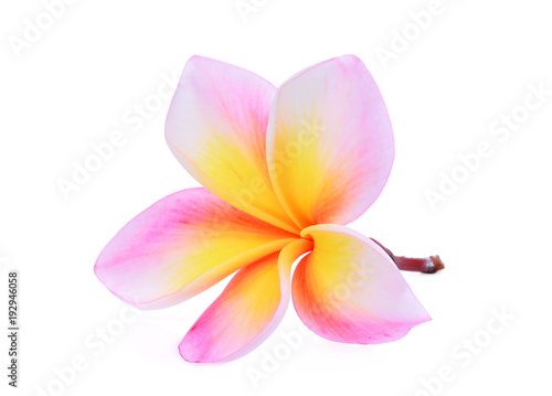 pink frangipani flower isolated on white background