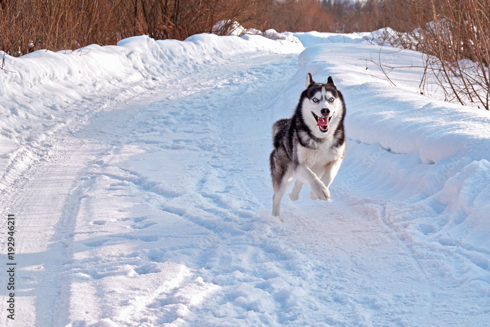 Are hot sale huskies fast
