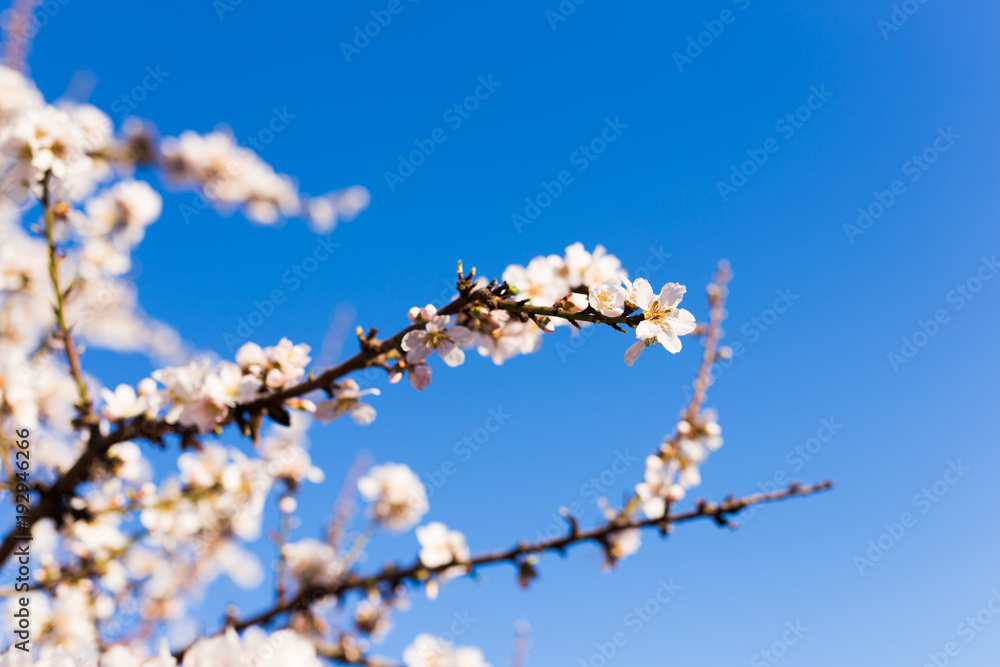 Spring, flowering and nature concept - beautiful almond flowers