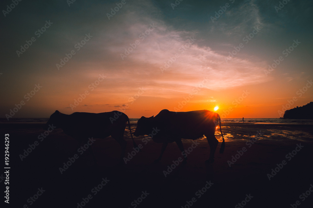 A silhouette photo of two cows walking on a beach in sunset on a beach in Malaysia.