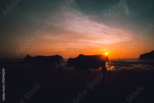 A silhouette photo of two cows walking on a beach in sunset on a beach in Malaysia.