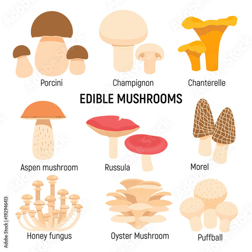 Edible mushrooms set. Champignon, chanterelle, porcini,morel vector illustration isolated on white