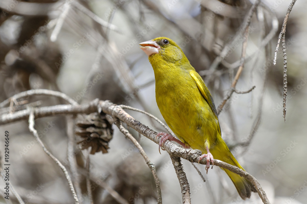 Fototapeta premium An european greenfinch singing