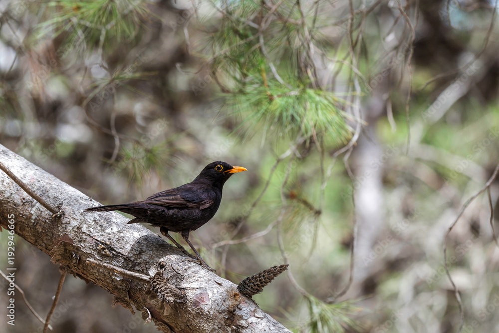 Fototapeta premium The blackbird