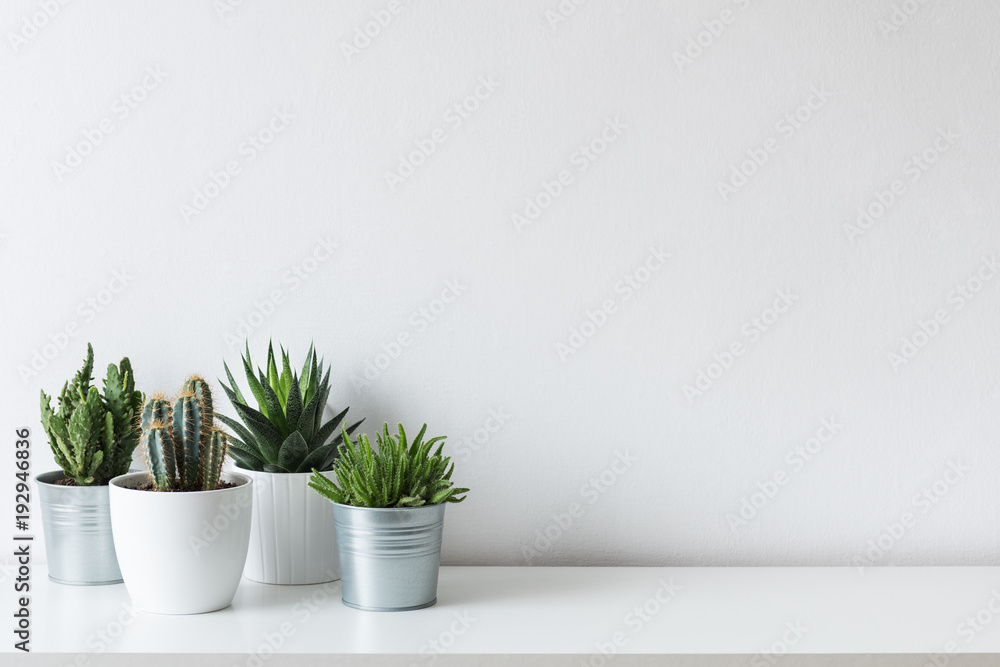 Collection of various cactus and succulent plants in different pots. Potted cactus house plants on white shelf against white wall.