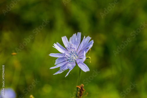 Nahaufnahme wilde Sommerblume Sommer verschwommener Hintergrund