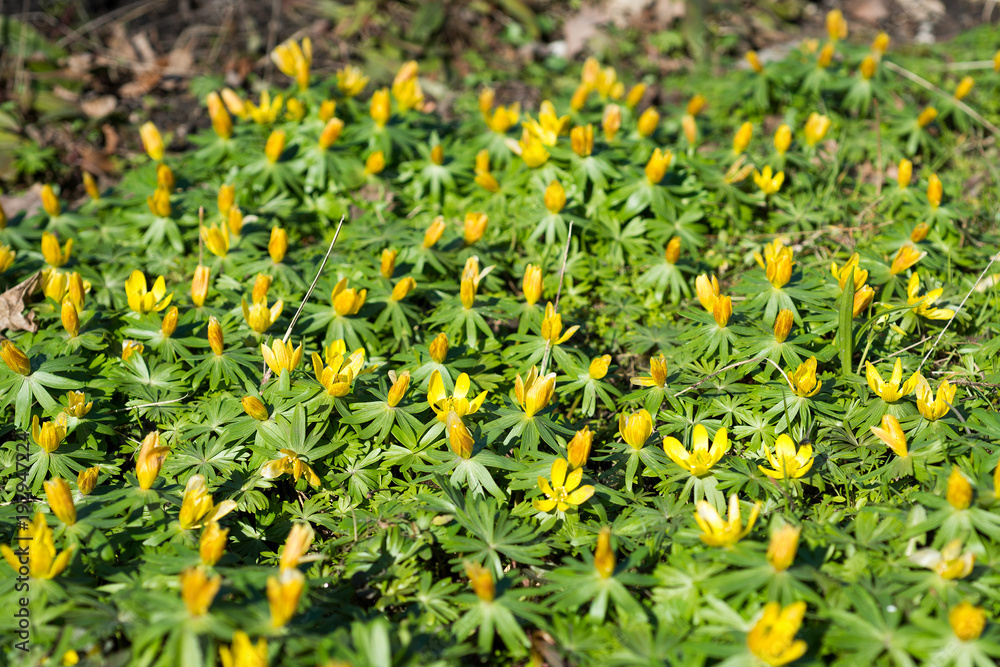 Flowers Shibateranthis longistipitata blossoms in spring, Erantis Flowers Shibateranthis longistipitata blossoms in spring, Erantis