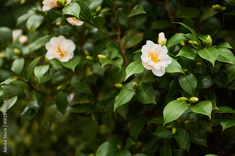 Beautiful camellia flowers blossom in botanic park Beautiful camellia flowers blossom in botanic park
