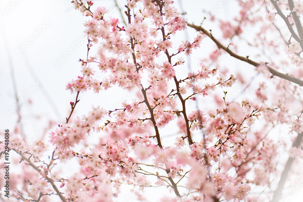 Beautiful Sakura flowers blossom in botanic park