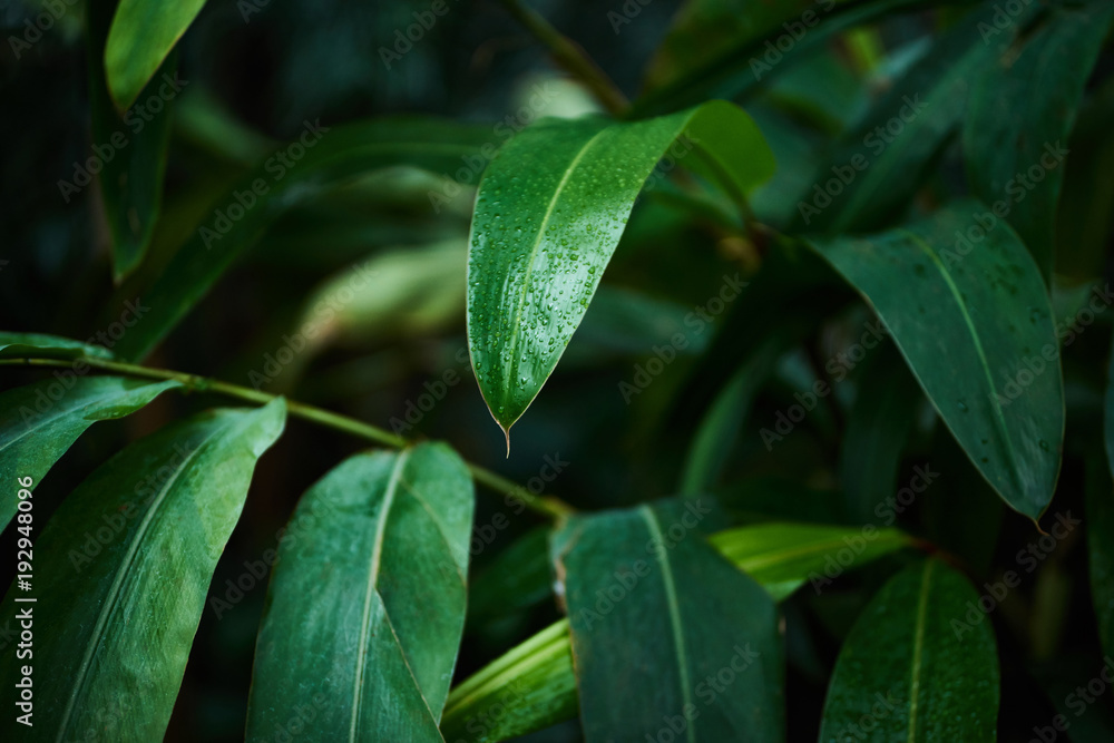green tropical leaves background green tropical leaves background