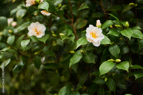 Photo Beautiful camellia flowers blossom in botanic park