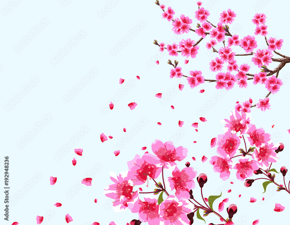 Sakura. A branched curved branch of a blossoming cherry spring tree with purple flowers and buds. Flowers close-up. Isolated Illustration