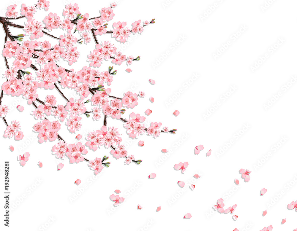 Fototapeta premium Sakura. A lush cherry branch with pink flowers in the wind loses petals. Isolated on a pink background. illustration