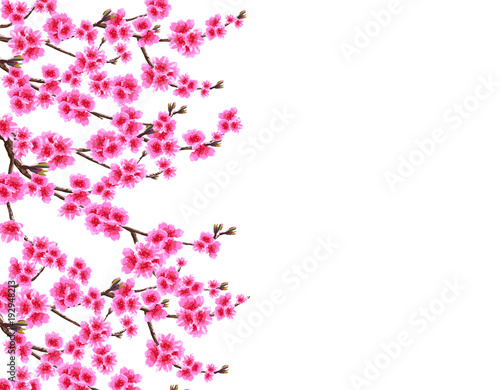 Sakura. Card. Branched branches of a blossoming cherry spring tree with purple flowers and buds. Isolated on white background. illustration