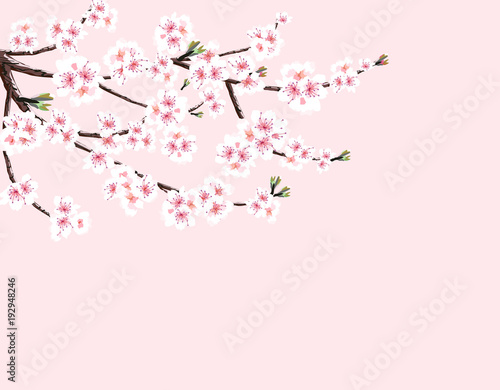 Sakura. Cherry branch with white flowers. Isolated on a pink background. illustration