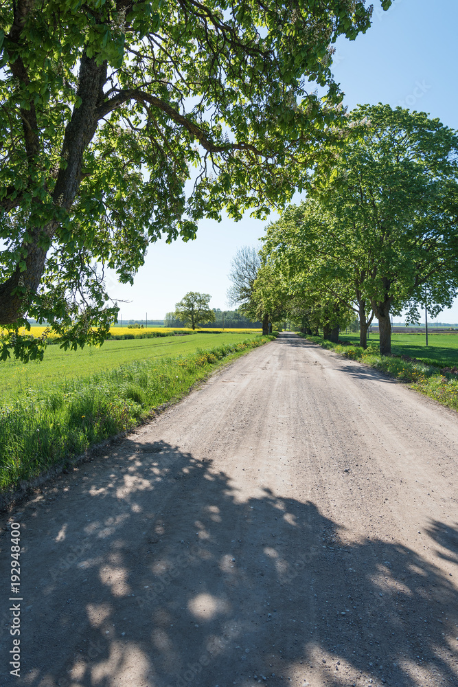 Rural road in spring time.