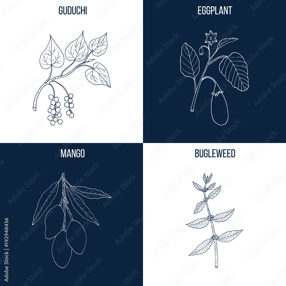 Set of four hand drawn eatable and medicinal plants Set of four hand drawn eatable and medicinal plants