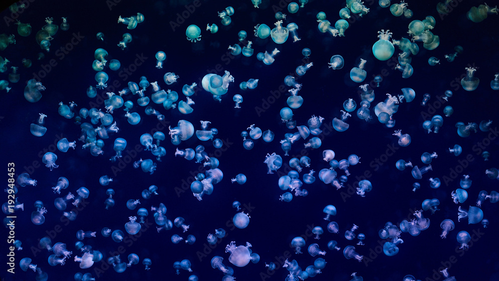 Beautiful colorful jellyfish in aquarium Beautiful colorful jellyfish in aquarium