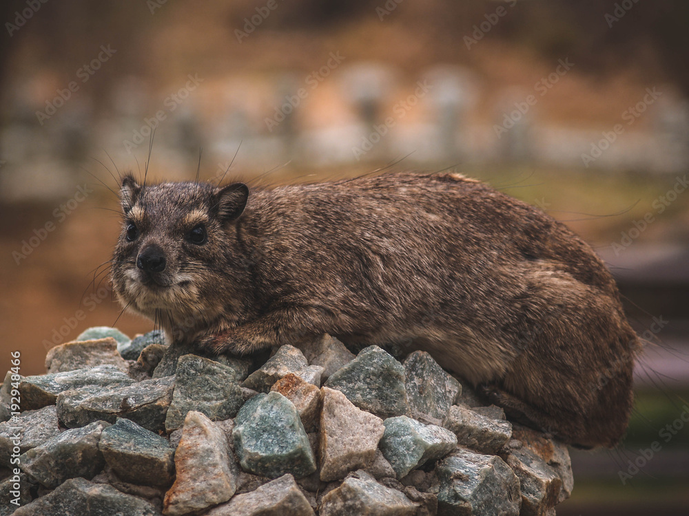 Naklejka premium African wildlife