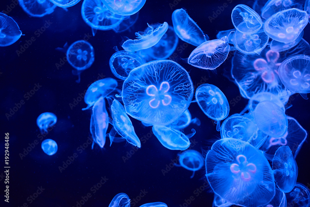 Beautiful colorful jellyfish in aquarium Beautiful colorful jellyfish in aquarium