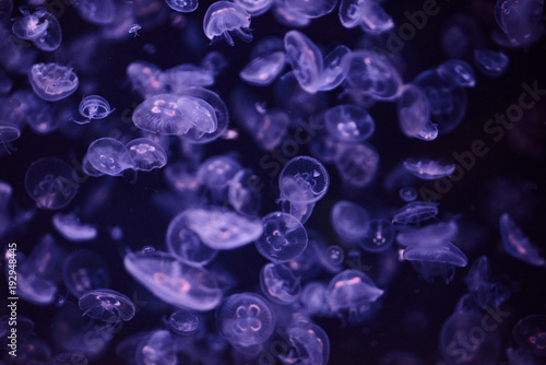 Piękne kolorowe meduzy w akwarium