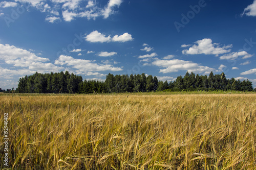 Field of barley  trees and blue sky