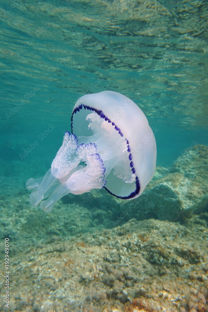 Obraz premium A barrel jellyfish Rhizostoma pulmo underwater between the surface and rocks in the Mediterranean sea, Catalonia, Costa Brava, Cap de Creus, Spain