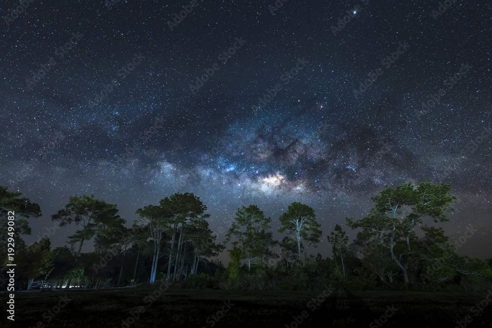Naklejka premium Milky Way over pine trees, Phu Kradueng National Park, Thailand