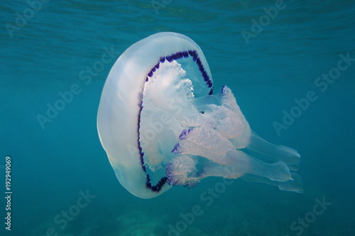 A barrel jellyfish Rhizostoma pulmo underwater in the Mediterranean sea, Calabira, Tropea, Italy