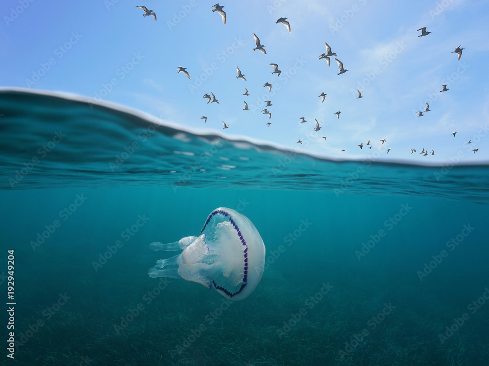Fototapeta premium Mewy śródziemnomorskie latające po niebie z meduzą beczkową pod wodą, widok rozłożony nad i pod powierzchnią wody, Hiszpania, Costa Brava, Katalonia, Girona