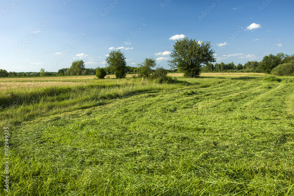Mowing grass in the meadow