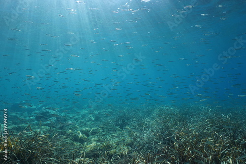 A school of small fish underwater in the Mediterranean sea, natural light, Spain, Costa Brava
