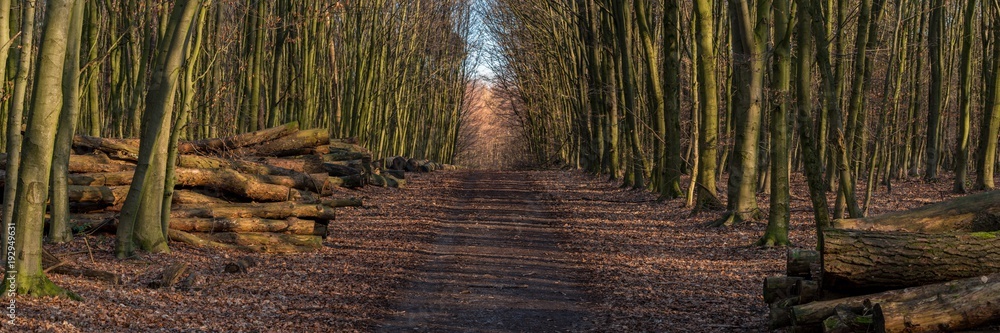 Obraz premium Footpath in a winter forest with stacks of felled trees on the side, seen at Saarner Mark, Muelheim an der Ruhr, North Rhine-Westphalia, Germany