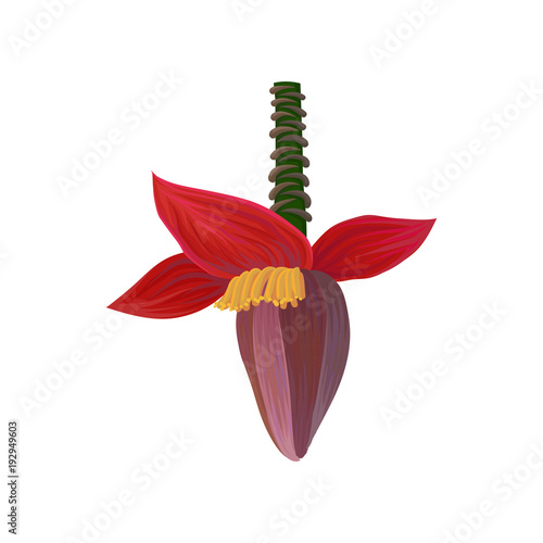 Cartoon illustration of tropical banana flower blossom . Exotic plant. Colorful element for infographic of fruit cultivation. Detailed flat vector icon