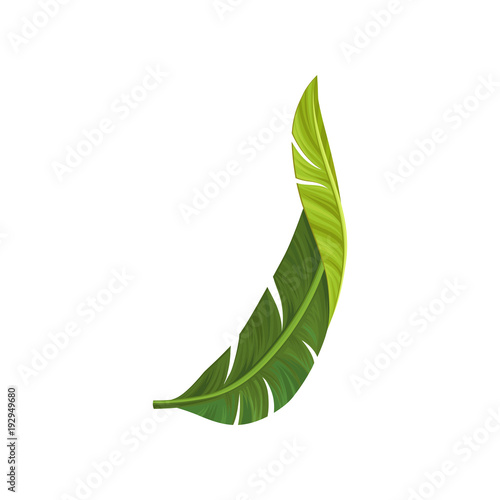 Green curved leaf of banana palm tree with realistic light and shadow. Tropical theme. Design element for postcard or print. Detailed flat vector illustration
