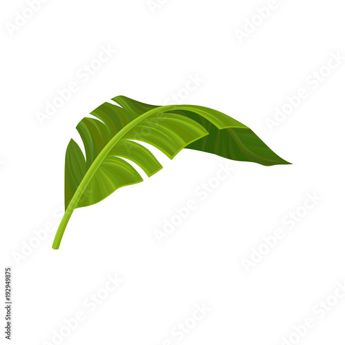 Bright green curved leaf of banana palm tree. Tropical theme. Natural element. Colorful graphic design for print, pattern or postcard. Detailed flat vector illustration