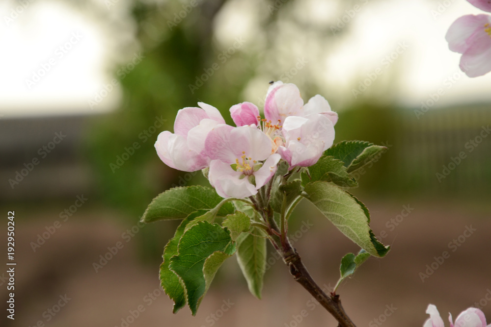 Fototapeta premium Beautiful Spring Blossom