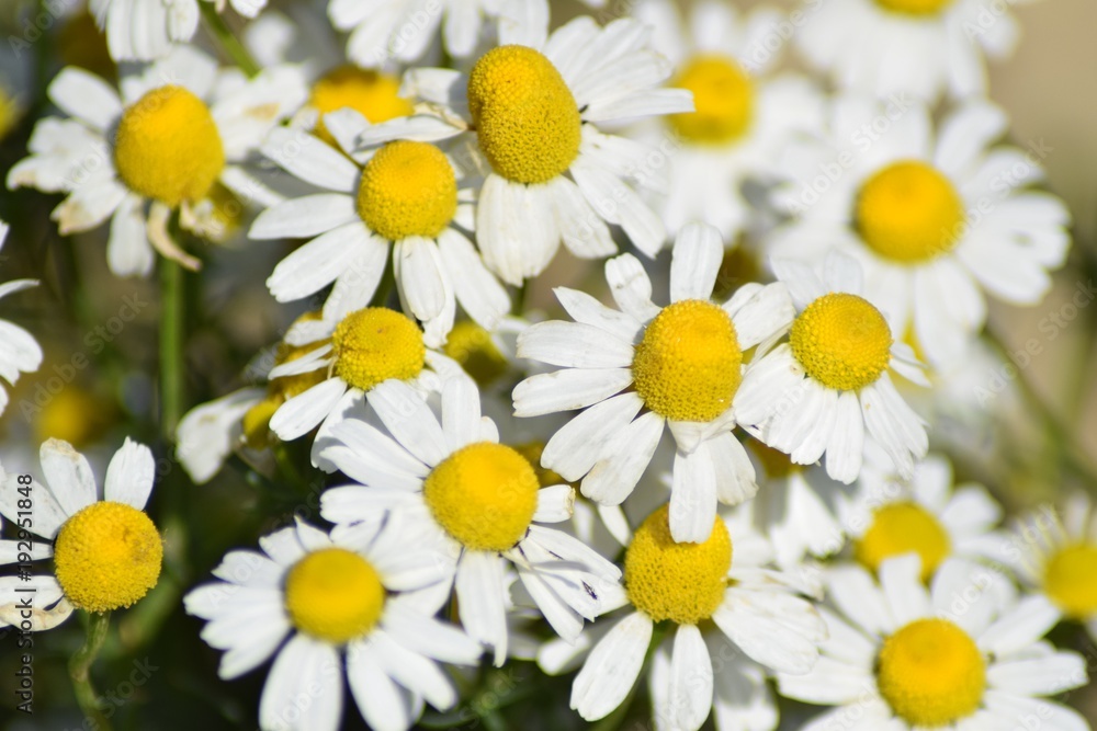 Fototapeta premium Chamomile flower in nature macro 