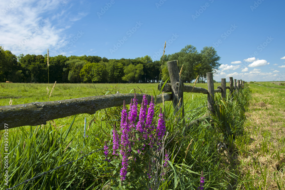 Violet flowers of lupine at a wooden fence