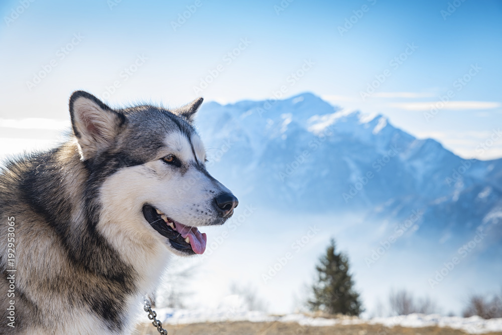 Fototapeta premium Alaskan Malamute